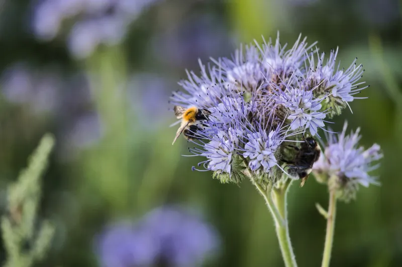 Cracked Asphalt to Canopy: The Urban Rewilding Movement Reshaping America's Cities