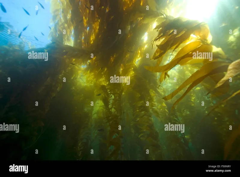 Cultivating the Deep: How Kelp Farming Is Emerging as America's Most Promising Climate Crop