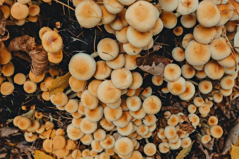 The Underground Healers: How Fungi Are Being Deployed to Detoxify America's Most Poisoned Urban Soils